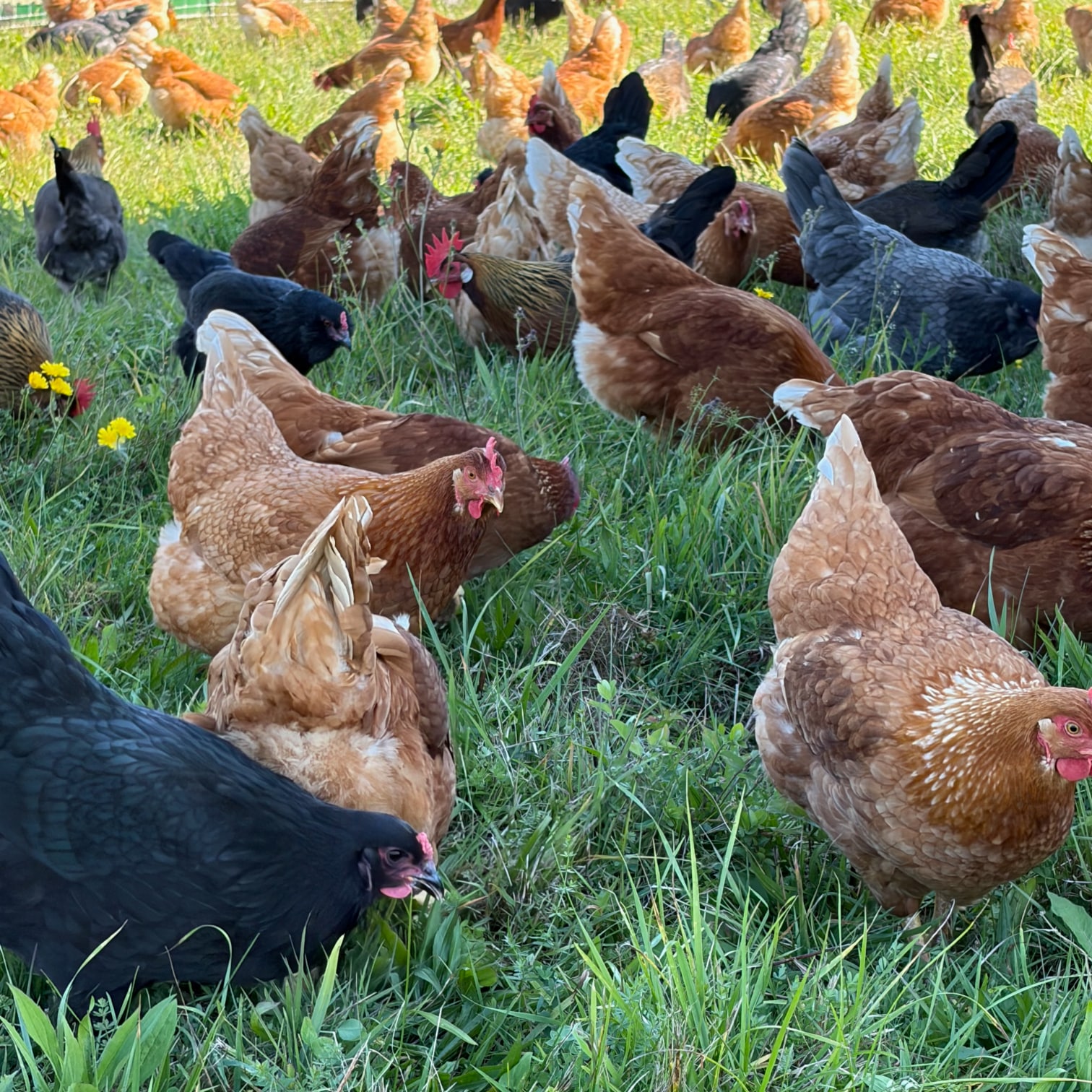 pastured chickens.jpg